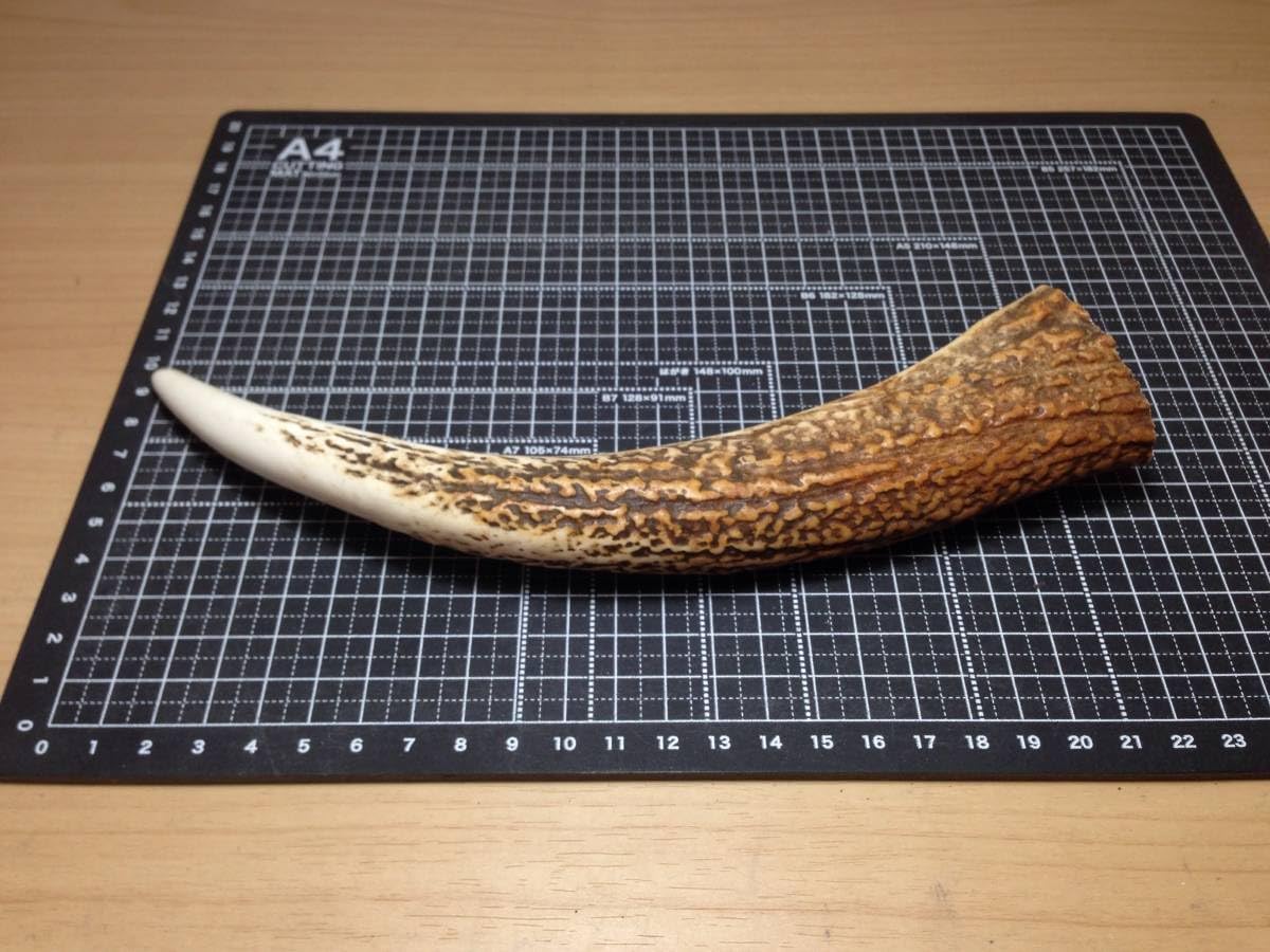 Amazon.co.jp: 8-151＊けんか角1点＊蝦夷鹿＊鹿角＊根付け＊鹿